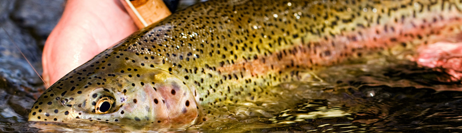 Unforgettable trophy